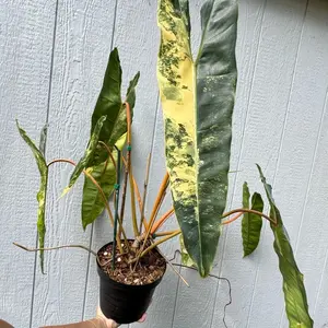 X Large Variegated Billietiae