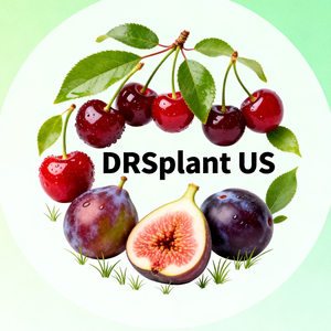 DRSplant US