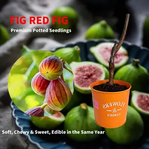 Heirloom Non-GMO-Fig Tree Live Plant – Perennial Fig Fruit Tree Starter for Outdoor Garden and Yard Planting