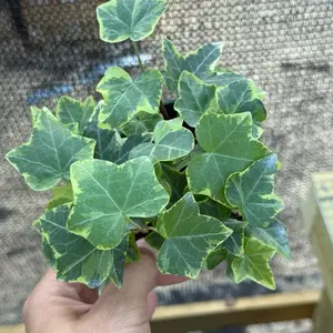Variegated Ivy in 4” Pot Live Houseplants