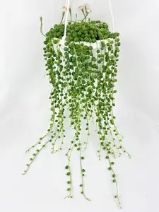 String of Pearls