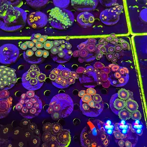 Assorted Zoa