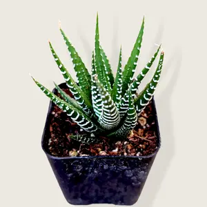 Haworthia fasciata - Zebra Plant
