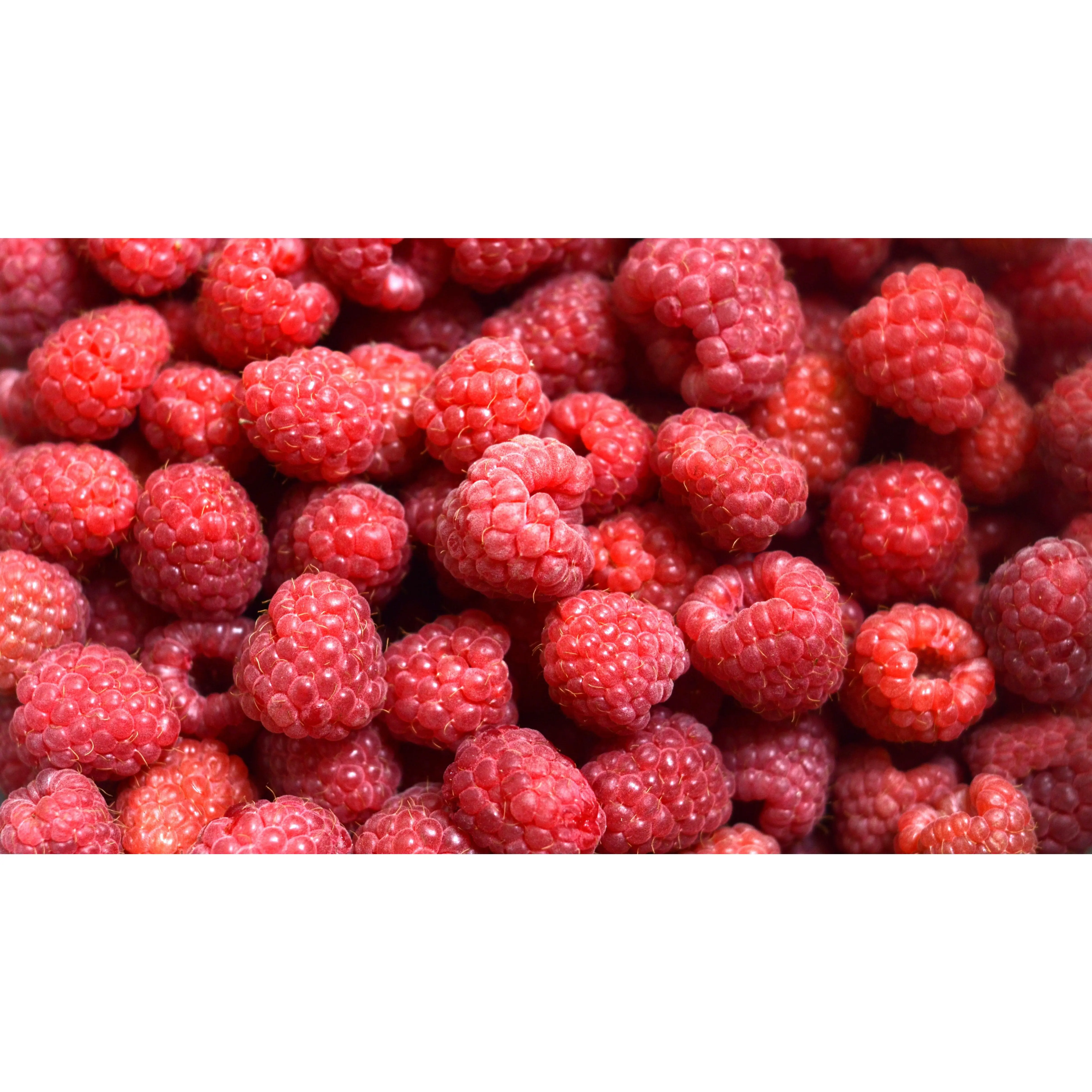 Heirloom Organic Raspberry Seeds Heirloom Organic Raspberry Seeds
