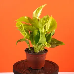 Pothos “Sao Paulo” - 4” Pot