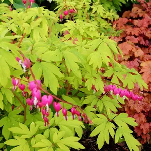 Green River 25 Golden Heart Bleeding Heart Seeds - Flower Seed Pack, Perennial Flower With Bright Yellow Foliage And Heart-Shaped Blooms, Shade Garden Treasure For Spring, Romantic Woodland Accent Plant, Long-Lasting Springtime Beauty