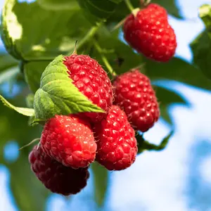 Heritage Raspberry Plant | Everbearing Red Bare Root Cane | Sweet Flavor, High Yield, Hardy & Disease Resistant (Zones 4–8)