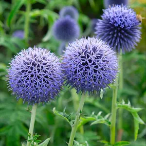 Southern Globe Thistle Flower Seeds for Planting: Echinops, Purple Wildflower for Bouquets - Certified Organic 50 Seed Packet