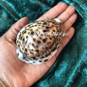 Naturally Eu XL African Tiger Cowrie Shell - Authentic Leopard Patterned Seashell for Decor & Collectibles