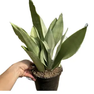 Sansevieria trifasciata 'Moonshine' 6" Potted Live Plant - Moonshine Snake Plant - Rare Pale Silver-Green Foliage - Low Maintenance Succulent - Hardy Indoor Houseplant - Minimalist Modern Decor - Air Purifying Plant - Collector's Dracaena