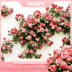 【 Buy two, get one free】300 Pcs Rare Rose Flower Seeds, Indoor & Outdoor Universal (Suitable for Small Gardens/Patios/Balconies), Low-Maintenance Outdoor Flowers, Preferred by Horticulture Enthusiasts