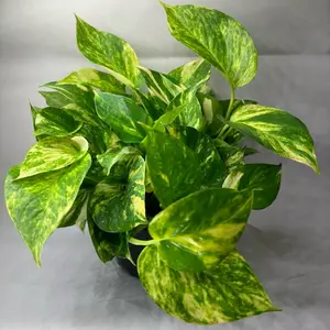 Hawaiian pothos 6" pot beginner friendly plant house plant indoors plant