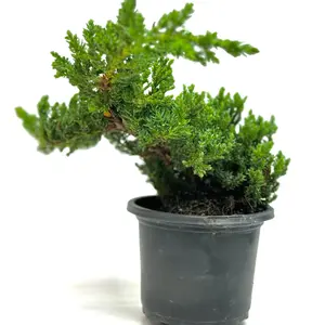 Juniper Bonsai 4" Live Plant – Stunning Indoor Houseplant in Potting Soil for Home & Office Décor