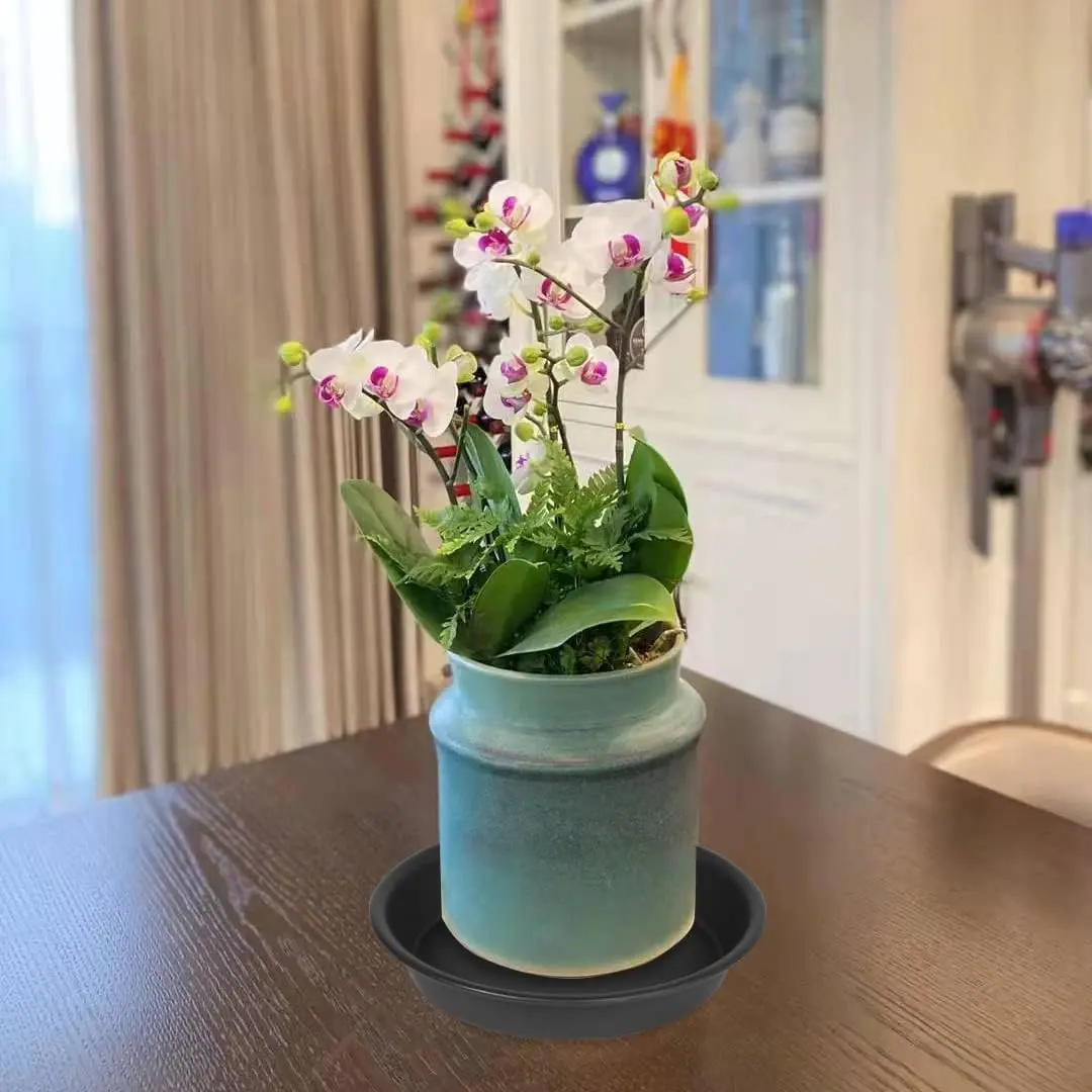 where can i buy aloe vera plant near me Aloe Barbadensis 1gal