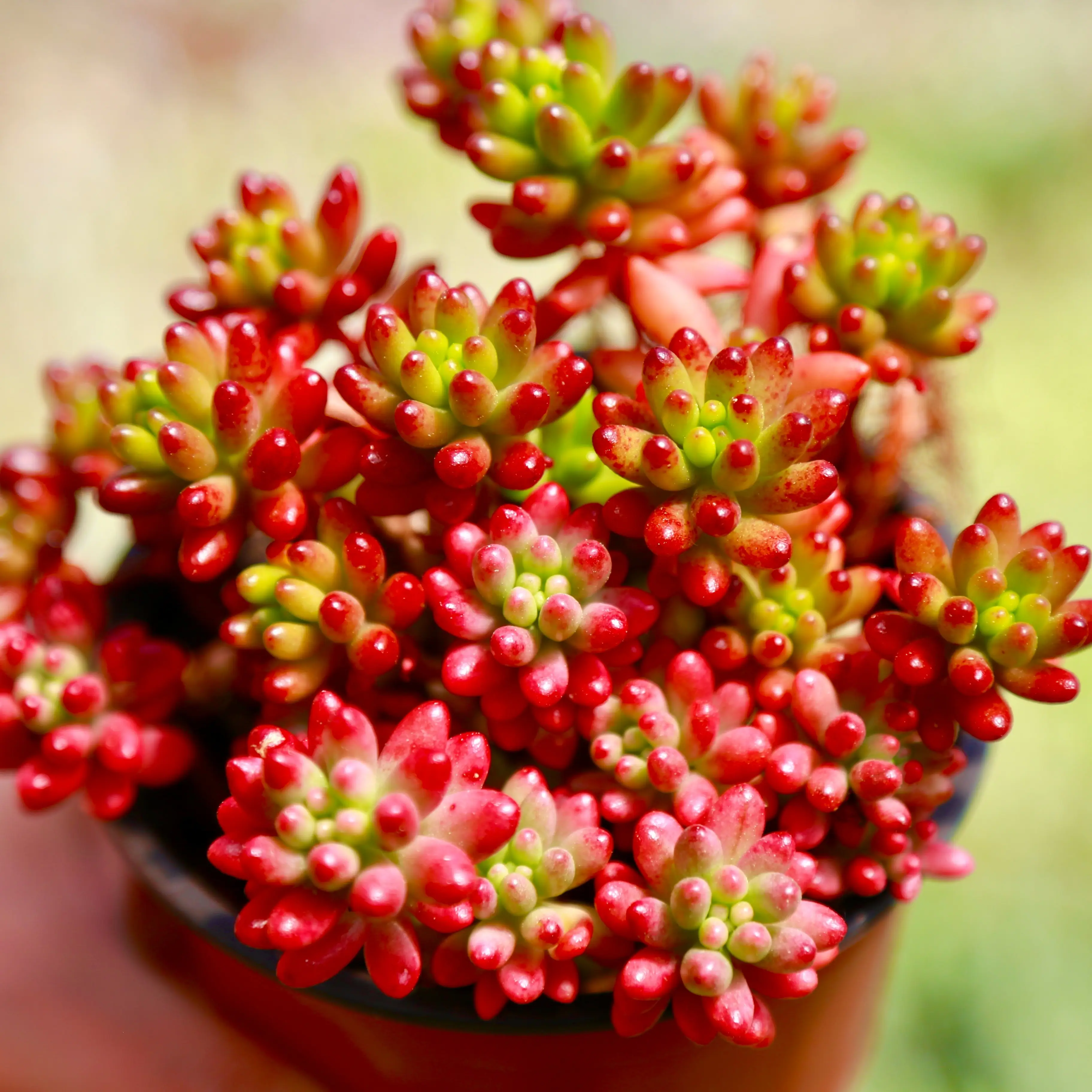Jelly Bean Succulent Sedum Rubrotinctum Live Succulent Plant in 2” 4“ Pot