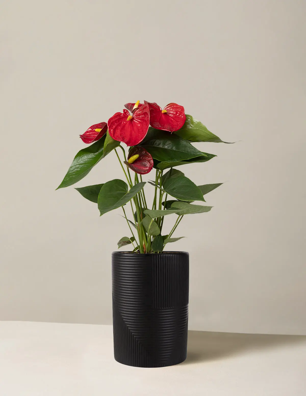 Red Anthurium Red Anthurium