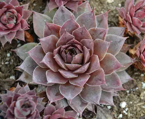 Blue Boy Succulent - Hens & Chicks Sempervivum Plant - 4 inch pot