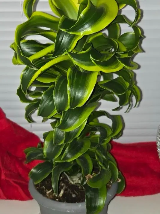 4" Dracaena Twister (Tornado), Beginner Friendly Live Houseplant, Indoor  Plant - TikTok Shop