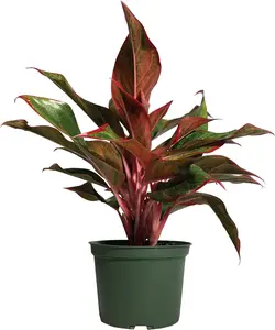 Aglaonema Siam Live Plant (8-15 inches Tall) in Growers Pot