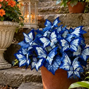 800pcs Butterfly Leaf Hosta Seeds – Shade-Loving Perennials with Unique Foliage for Garden Borders, Patio Containers & Backyard Beds