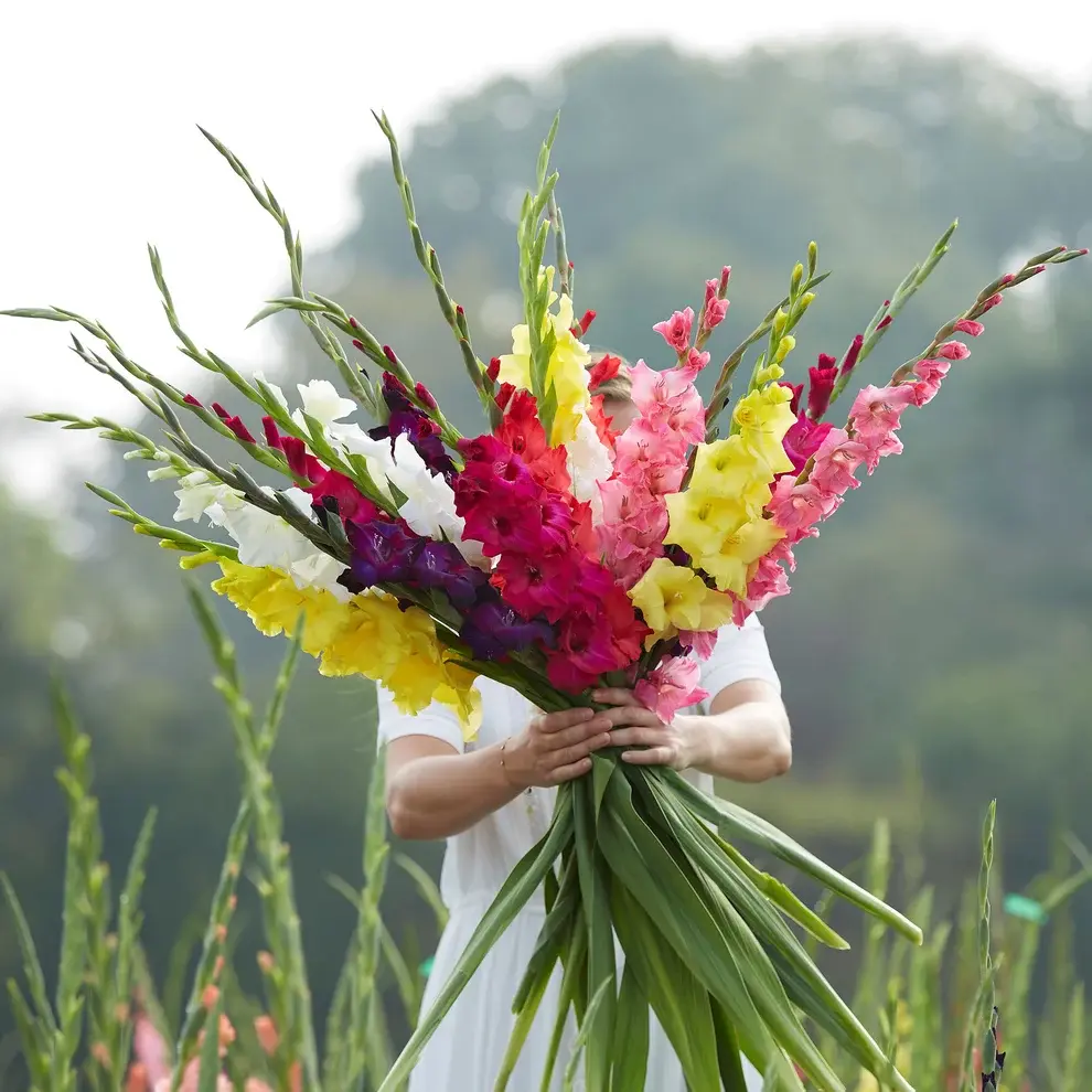 Mixed-Color Gladiolus Flower Bulbs, Outdoor Garden Planting Supplies for Home Improvement