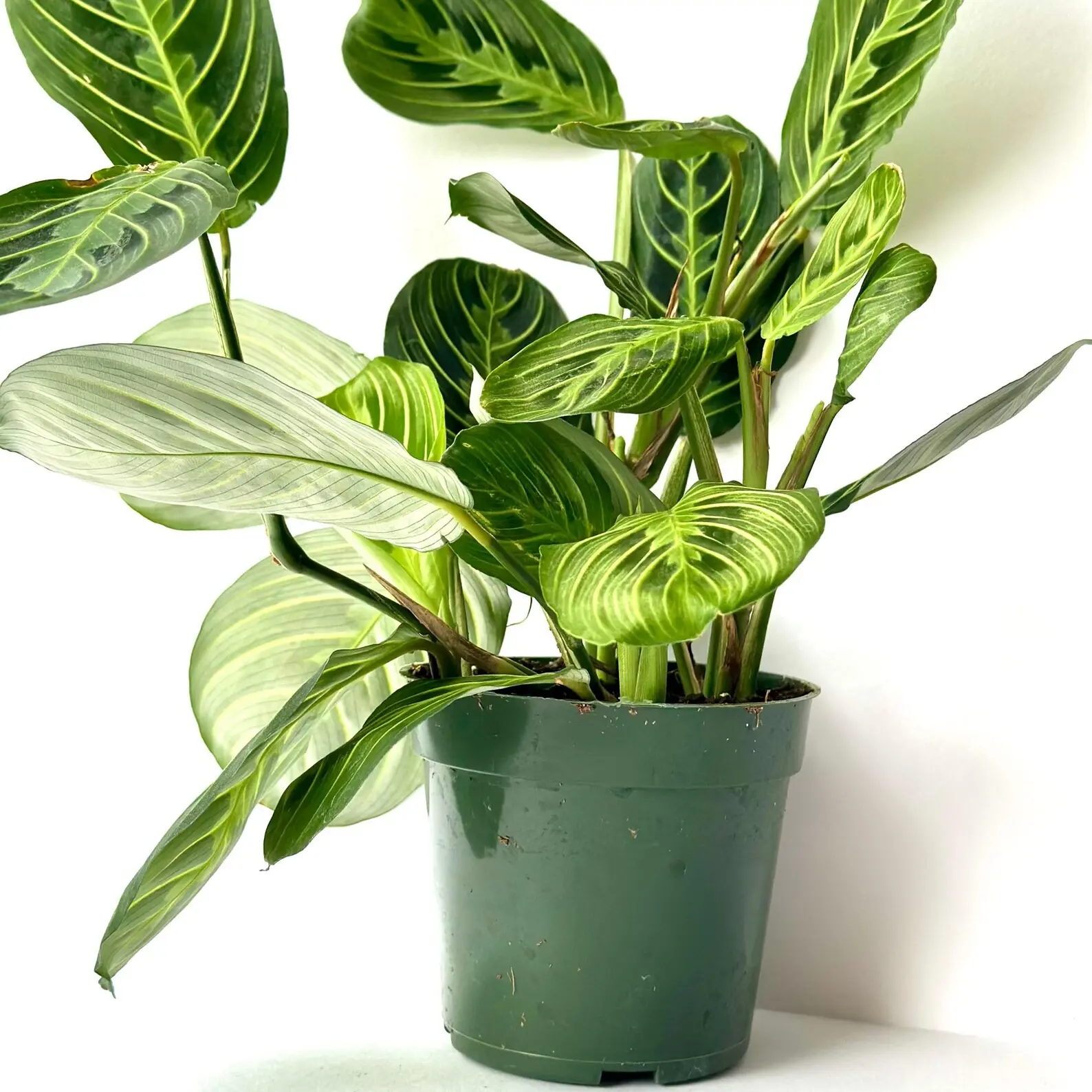 dracaena ulises Dracaena Ulises – Potclay