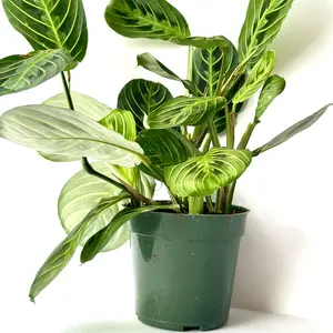Calathea Maranta Lemon Lime 4″ Prayer Plant Indoor Tropical Houseplant Air-Purifying Pot Plant Low-Light Friendly Easy-Care Green & Yellow Foliage Decor