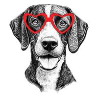 German Shorthaired Pointer 