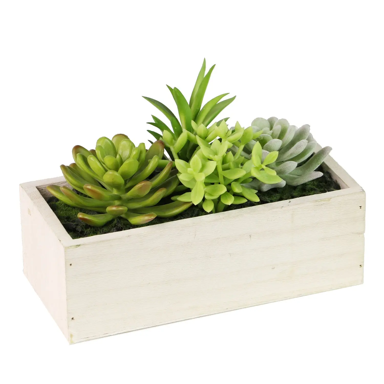 Multi-Plant Succulent