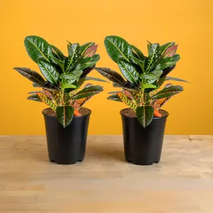 Croton Petra | medium