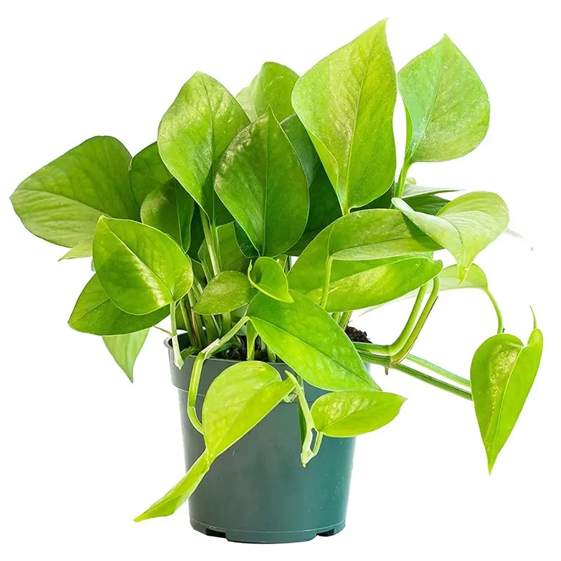 Jade Pothos - Live Plant in a 6 Inch Pot - Epipremnum Aureum 'Jade' - Stunning Houseplant with Unique Foliage - The Perfect Air Purifying Houseplant Companion