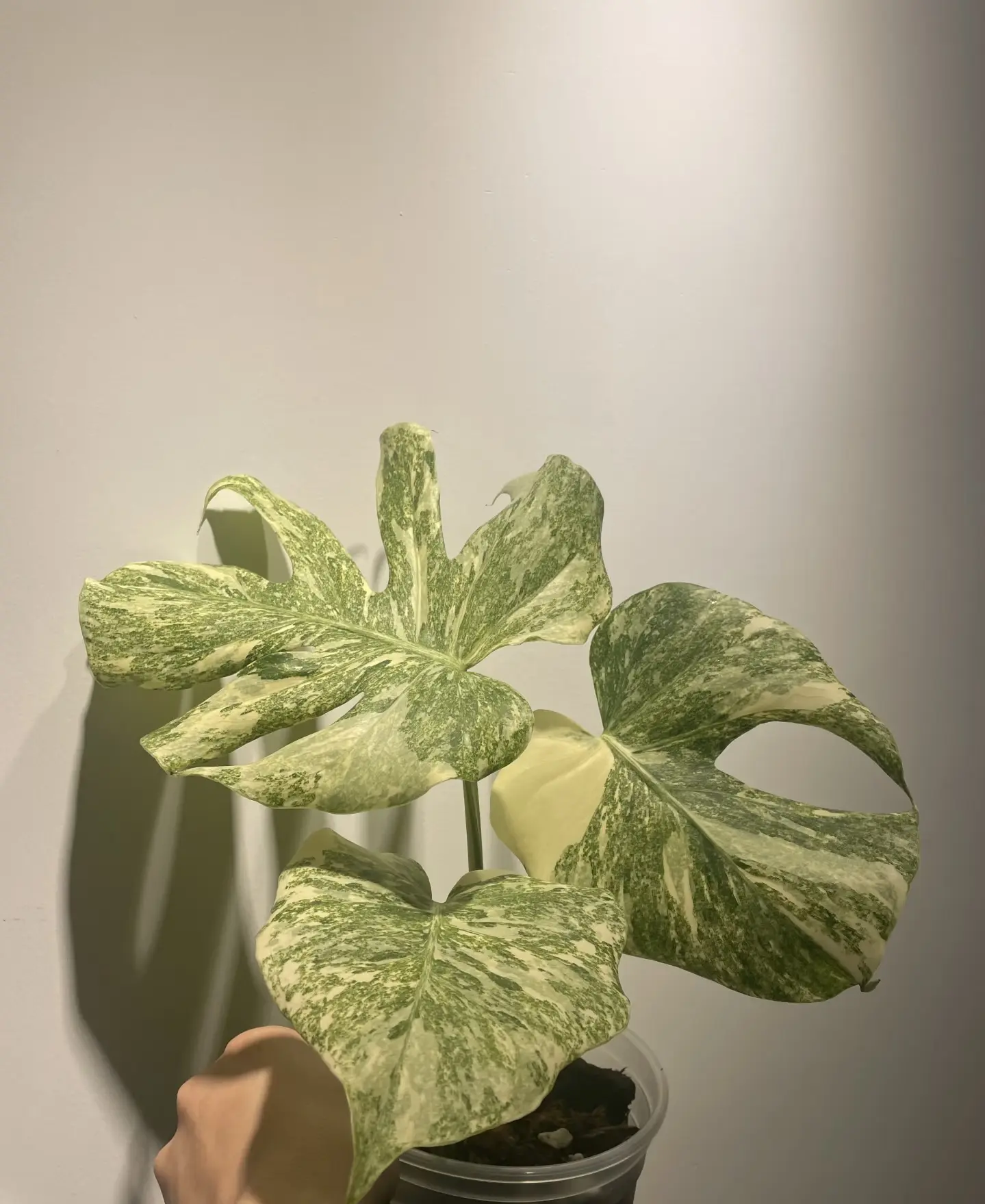 Rare Monstera Legacy Variegata Live Starter Plant 2-Inch Pot | Variegated Monstera Collector Plant