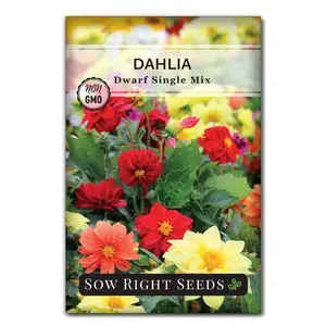 Dwarf Single Dahlia Mix