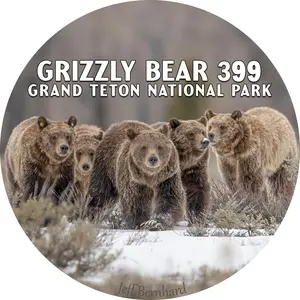 Grizzly Bear 399 Magnet – Grand Teton National Park