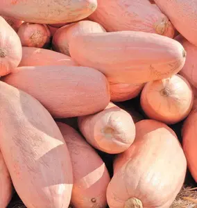 TomorrowSeeds - Jumbo Pink Banana Squash Seeds -  Georgia Candy Roaster Big Sweet Butternut Pumpkin Winter Garden Vegetable Seed 2024