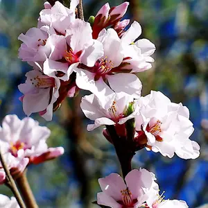 Nanking Chinese Dwarf Cherry Tree Seeds (Prunus tomentosa) Fruit Fast, Hardy-2 - 5 Seeds
