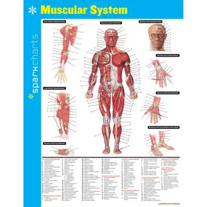 Muscular System SparkCharts