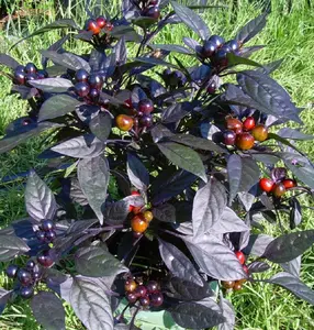 Black Pearl Hot Pepper Plant - Ornamental/Edible - Hottest Pearl Pepper- 4" Pot