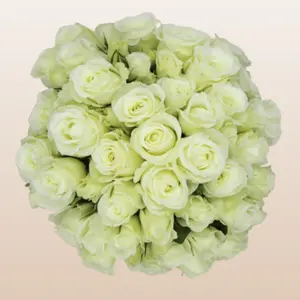 Alma White Spray Roses 12 Bunches 10 Stems 40cm Fresh Flowers Clear Sleeve for Bouquets & DIY Weddings