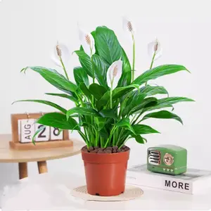 Peace Lily Live Spathiphyllum Plant Indoor Flowering Houseplant Office and Room Decor, 4" Diameter Pot