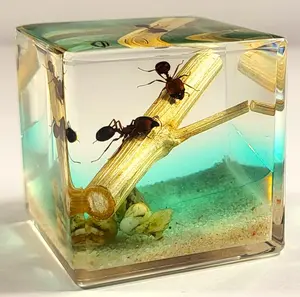 40mm Real Pair Ants in Nature in Crystal Clear Lucite Resin Diorama Paperweight Specimen Preserved Insect Taxidermy Collection for Biology Science Education & Desk Ornament Display