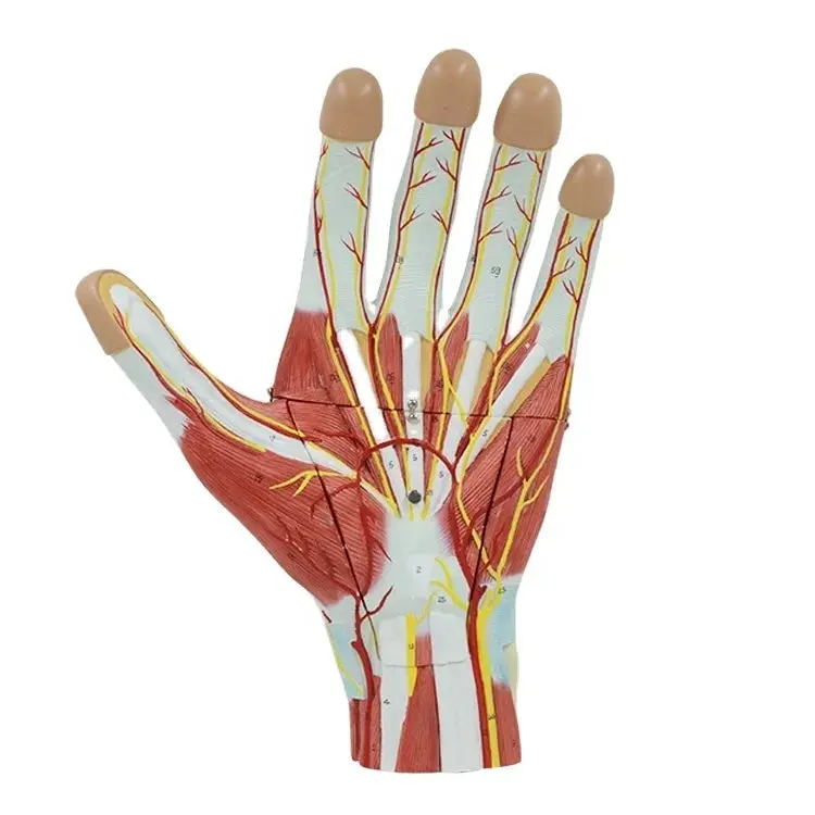 Enlarged Human Hand Muscle Anatomical Model with Blood Vessels and Nerves (PNT-0342)