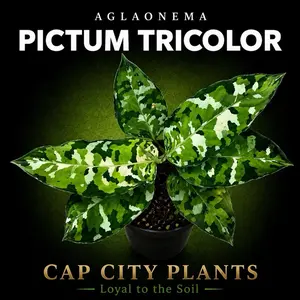 Aglaonema Pictum Tricolor Tissue Culture
