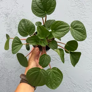 4” Peperomia ‘Rana Verde ‘ - easy care live indoor plant - low maintenance