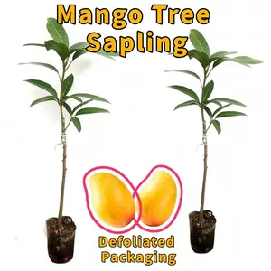 Dwarf Guifei mango tree seedlings, thin skin and thick meat, cold-resistant and easy to raise, garden orchard planting, ideal choice for beginners