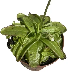 ButterWort  Carnivorous Plant
