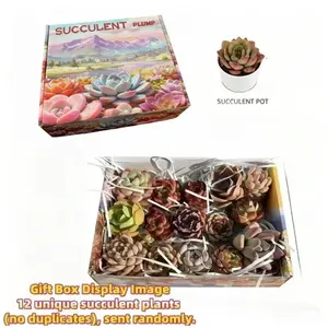 Mix & Match Succulents (12/15/24/30 Pcs) – Wide Variety, Easy Care & Perfect for Beginners. Ideal Desk Decor! Plant