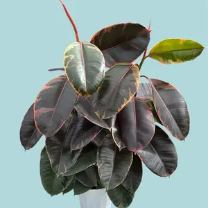 6” pot - Ficus ‘Ruby’ Rubber Tree - Houseplant - Not Pet Safe