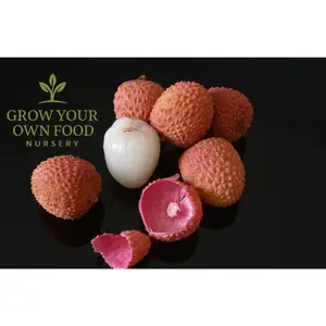 Lychee, Litchi, Lichi Seedling 1-2 feet Tall Live Starter Plant