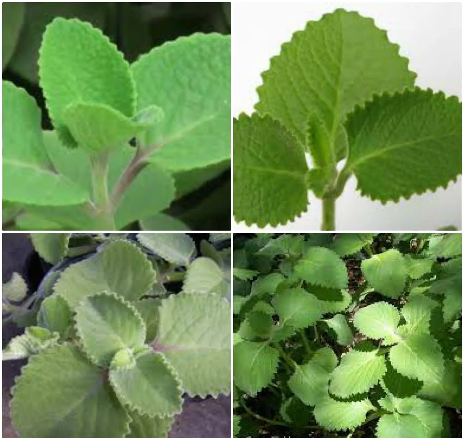2 Cuban Oregano~Mexican Mint~Spanish Thyme~Well Rooted plant 5 to 7 Inches